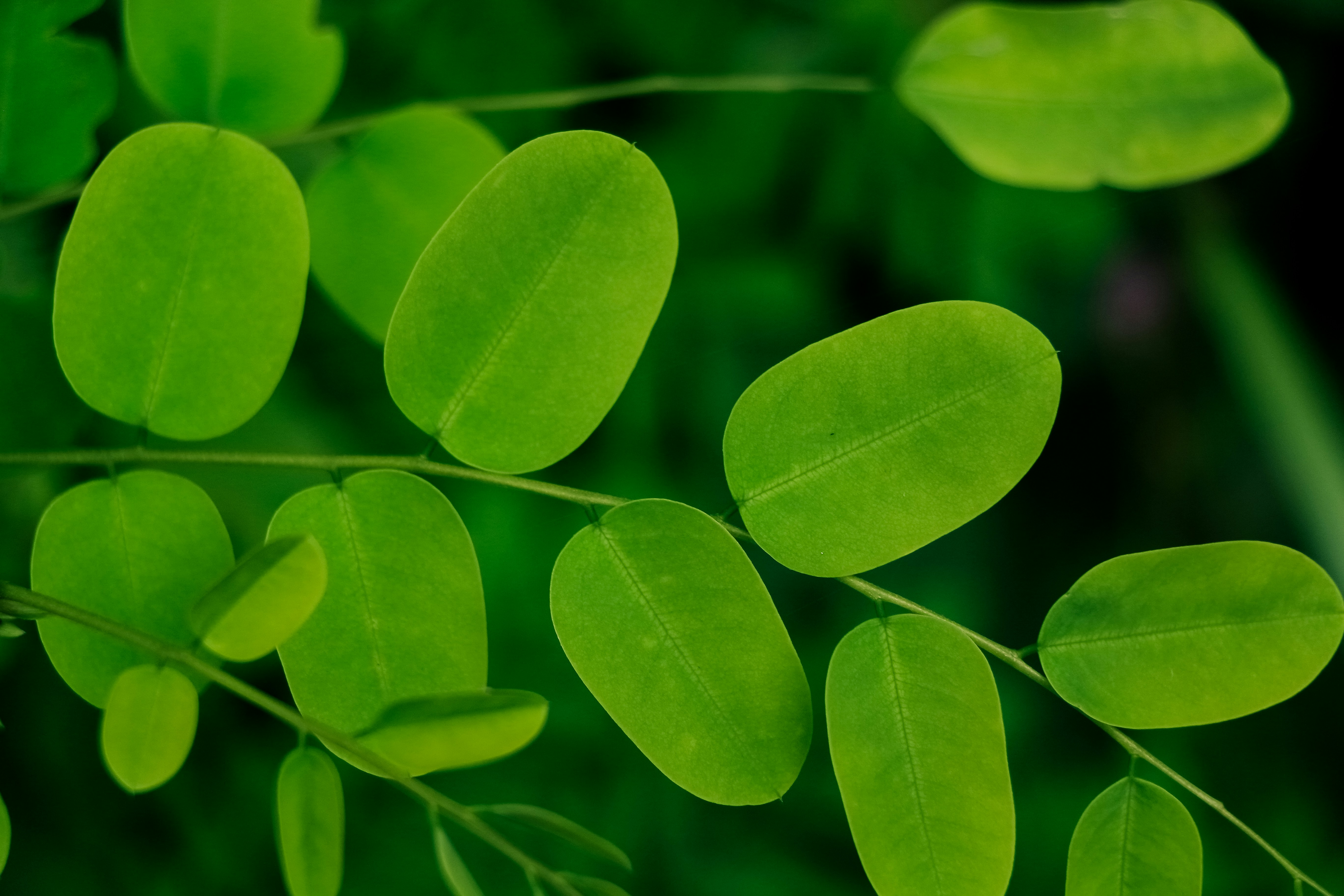 Moringa leaves (Fresh)